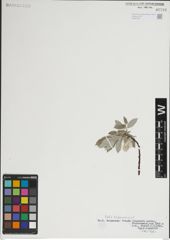 Foto von Salix lapponum L.